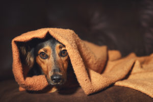 anxiety_dog_under_blanket