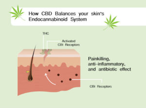 skin_map_CBD_oil